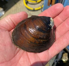 Reginaia ebenus