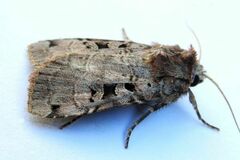 Xestia normanianus