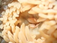 Phlyctenactis tuberculosa