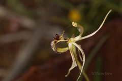 Caladenia mesocera