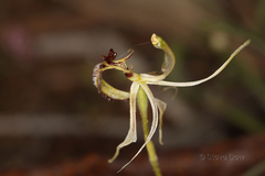 Caladenia mesocera