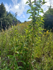 Buddleja salviifolia