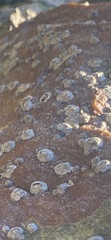 Hexanauplia
