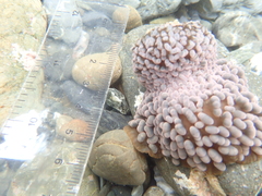 Phlyctenactis tuberculosa