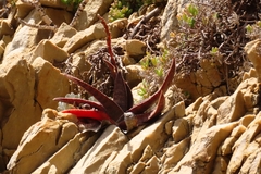 Gasteria acinacifolia