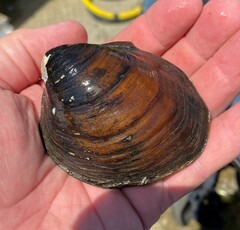 Reginaia ebenus