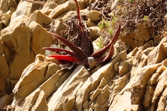 Gasteria acinacifolia