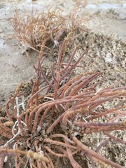Salicornia rubra
