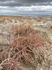 Salicornia rubra