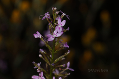 Stylidium confluens