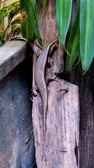 Eutropis multifasciata