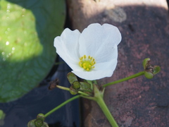 Echinodorus cordifolius