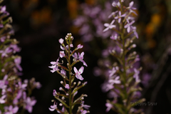Stylidium confluens