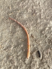 Salicornia rubra
