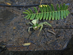 Misumenoides