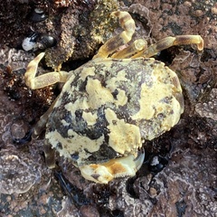 Metacarcinus edwardsii