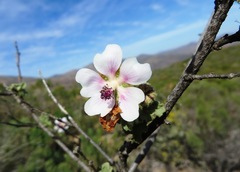 Anisodontea bryoniifolia