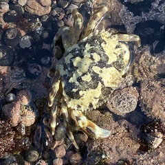 Metacarcinus edwardsii