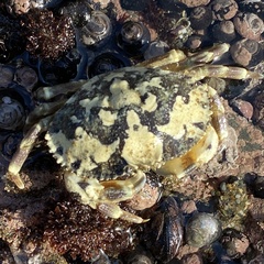 Metacarcinus edwardsii