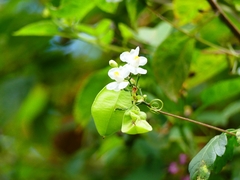 Cardiospermum grandiflorum