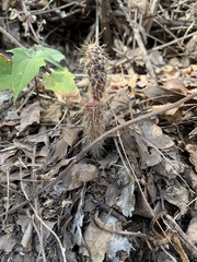 Opuntia pubescens