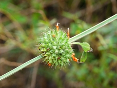 Leonotis nepetifolia