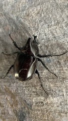 Xylotrupes australicus