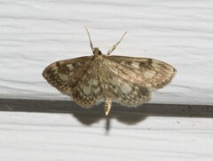 Anania tertialis