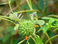 Leonotis nepetifolia