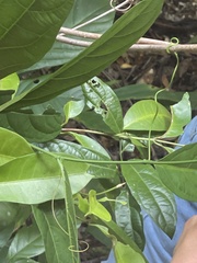 Passiflora kuranda