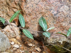 Hemidesmus indicus