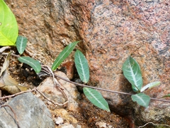 Hemidesmus indicus