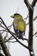 Coccothraustes abeillei