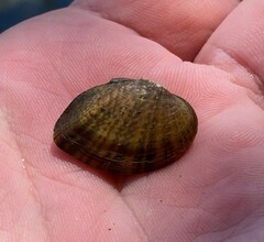 Truncilla donaciformis