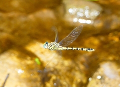 Paragomphus lineatus