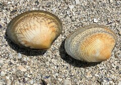 Katelysia rhytiphora