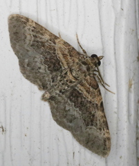 Xanthorhoe ferrugata