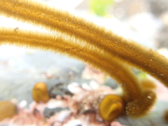 Myriogloea intestinalis