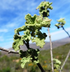 Anisodontea bryoniifolia