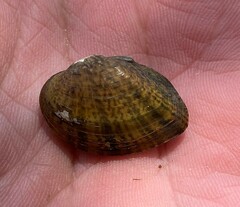 Truncilla donaciformis