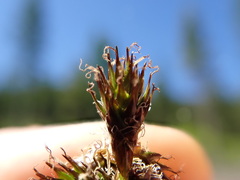 Carex pachystachya