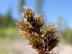 Carex pachystachya