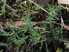 Enchylaena tomentosa