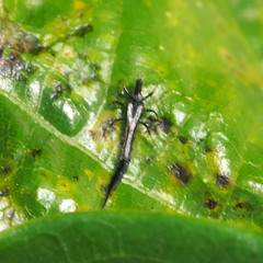 Gynaikothrips
