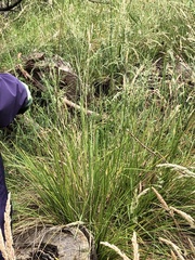 Poa ensiformis