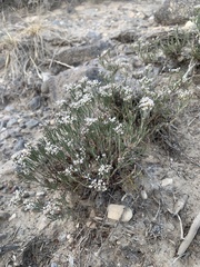 Eriogonum microtheca simpsonii