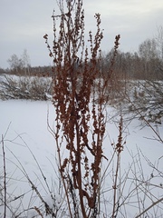Rumex aquaticus
