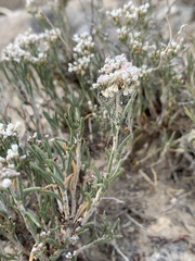 Eriogonum microtheca simpsonii