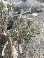Eriogonum microtheca simpsonii