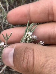 Eriogonum microtheca simpsonii
